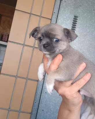 Maschietto Chihuahua