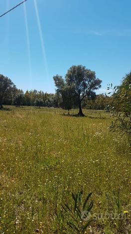 Terreno agricolo 6 ettari