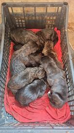 Cuccioli cane corso