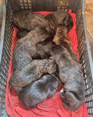 Cuccioli cane corso