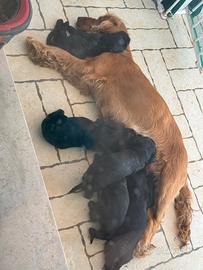 disponibili cuccioli cocker espaniel 