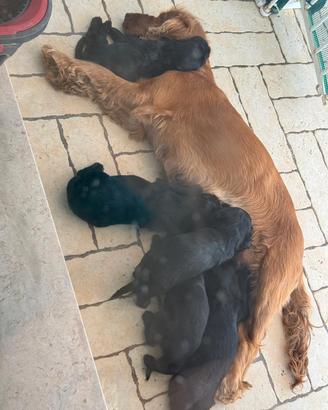 disponibili cuccioli cocker espaniel 