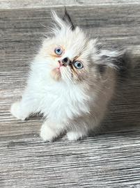 Gatto persiano