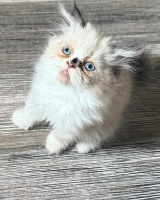 Gatto persiano