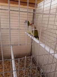 Coppia Pappagalli parrocchetti monaci