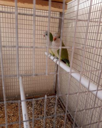 Coppia Pappagalli parrocchetti monaci