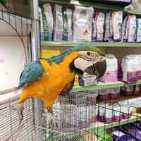 Cucciolo di pappagallo ara arauna