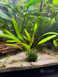 Pianta acqua dolce acquario Echinodorus