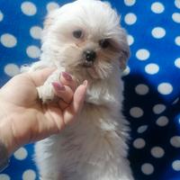 Shih Tzu cucciolo bianco piccolissimo