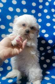Shih Tzu cucciolo bianco piccolissimo