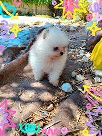 Spitz pomerania