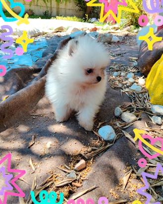Spitz pomerania