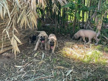 Cuccioli di cane Corso Italiano