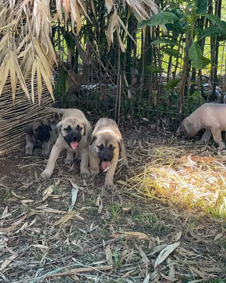 Cuccioli di cane Corso Italiano