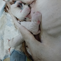 Cuccioli di Dogo Argentino