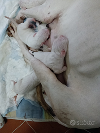 Cuccioli di Dogo Argentino