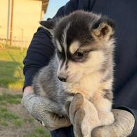 Cuccioli di Siberian Husky