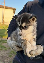Cuccioli di Siberian Husky