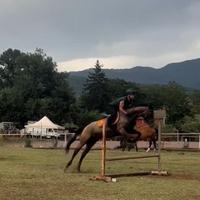 Cavallo purosangue da completo