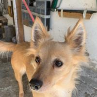 Cane di 9 anni provincia di Rovigo