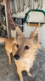 Cane di 9 anni provincia di Rovigo