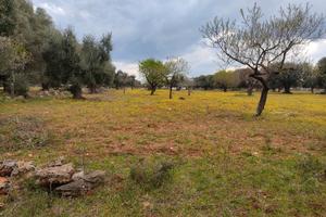 Terreno agricolo zona