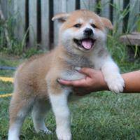 Cuccioli Akita Inu