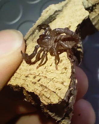 Heterometrus silenus
