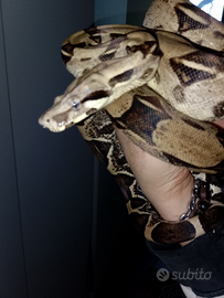 Boa constrictor
