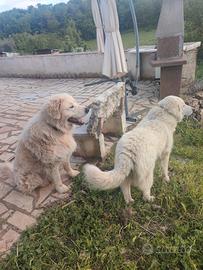 Vendita cuccioli