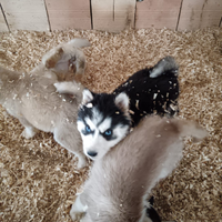 Cuccioli Siberian Husky