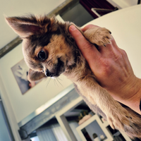 Chihuahua Toy pelo lungo maschietti