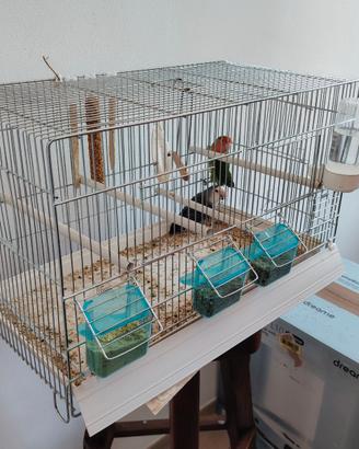 Inseparabili