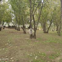 TER. AGRICOLO A AIELLO DEL SABATO
