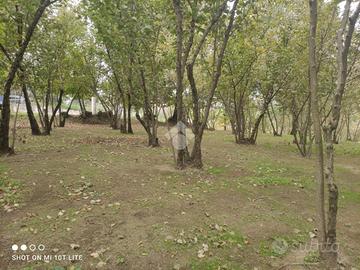 TER. AGRICOLO A AIELLO DEL SABATO