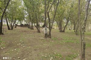 TER. AGRICOLO A AIELLO DEL SABATO