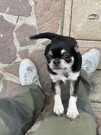 Chihuahua Femmina