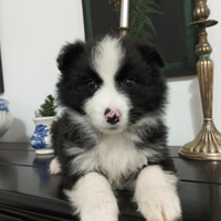 Border collie cucciolo meraviglioso