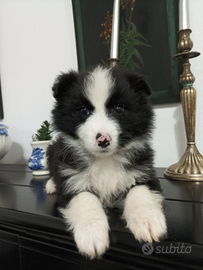 Border collie cucciolo meraviglioso