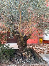 Piante di ulivo o olivo