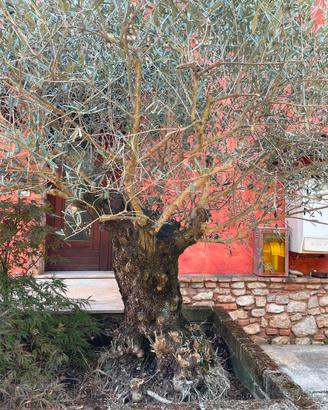 Piante di ulivo o olivo