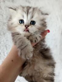 Cuccioli gatto persiano