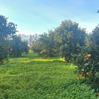 Muravera terreno agricolo