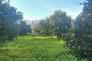 Muravera terreno agricolo