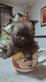 Spitz di Pomerania toy