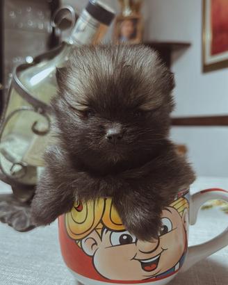 Spitz di Pomerania toy