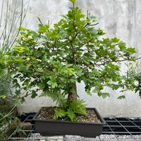 Bonsai di Acero campestre