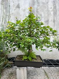 Bonsai di Acero campestre