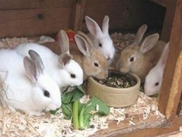 Trio conigli e balletta di fieno