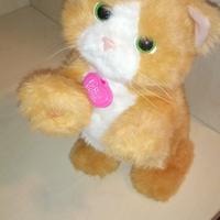 Daisy, la gattina che gioca con te